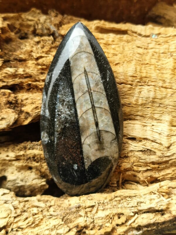 Fossile en Orthoceras - Image 5