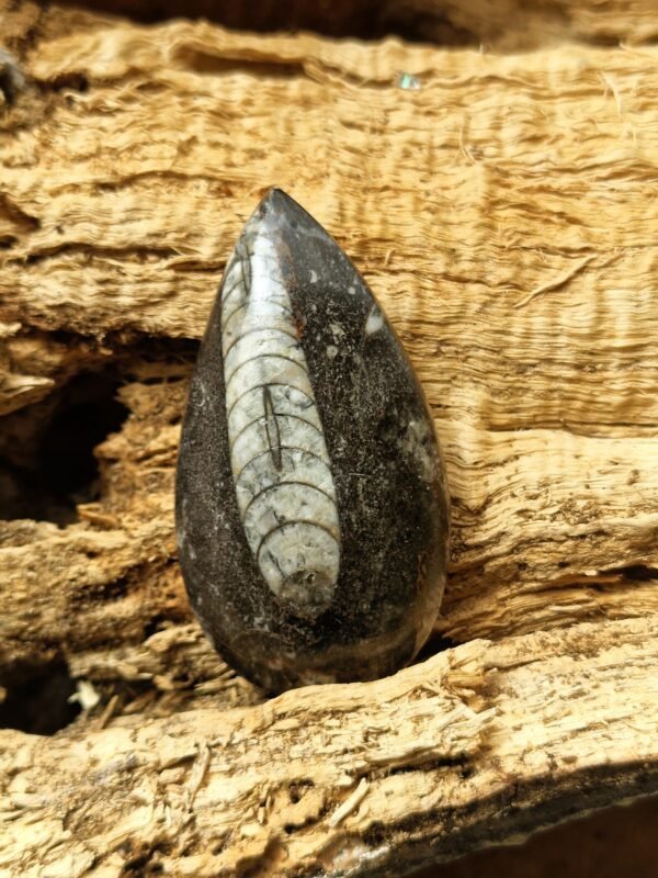 Fossile en Orthoceras - Image 3