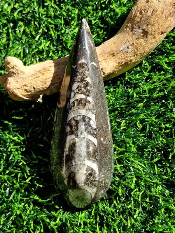 Fossile en Orthoceras - Image 12