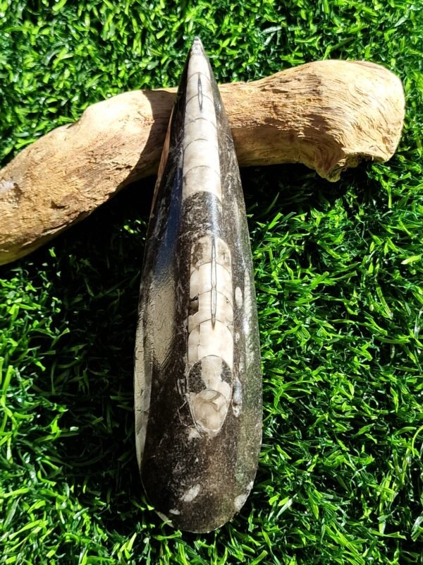 Fossile en Orthoceras - Image 21