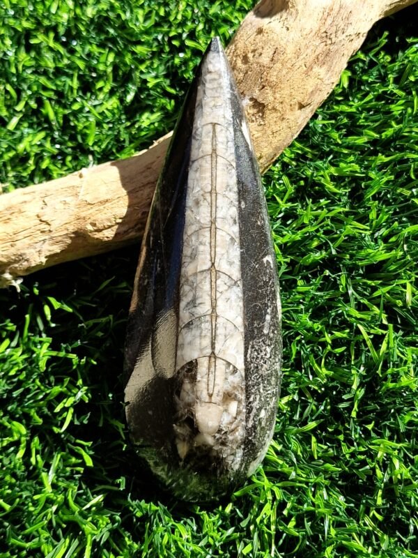 Fossile en Orthoceras - Image 9