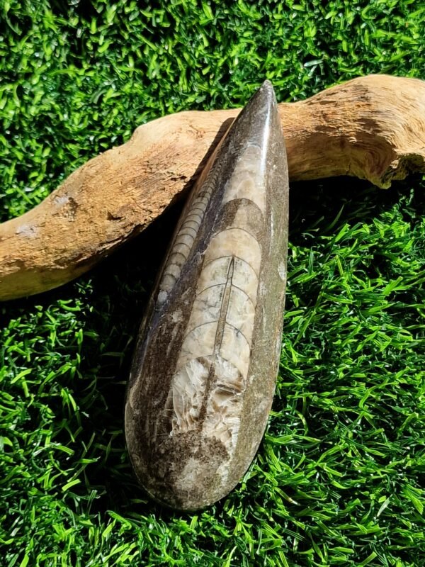 Fossile en Orthoceras - Image 19