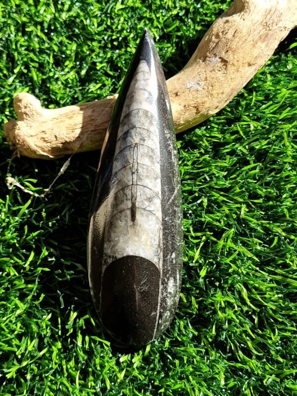 Fossile en Orthoceras - Image 22
