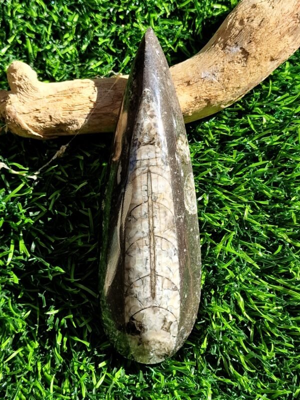 Fossile en Orthoceras - Image 23