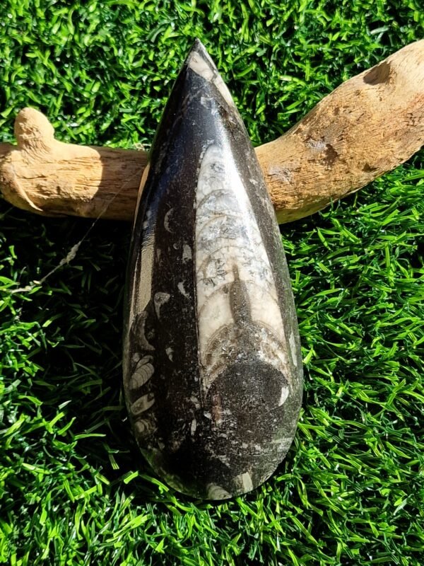 Fossile en Orthoceras - Image 26