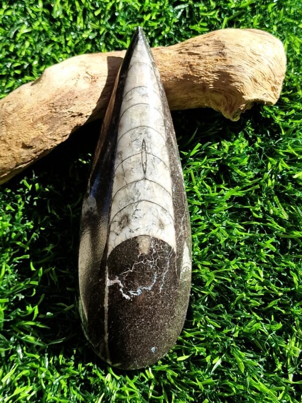 Fossile en Orthoceras - Image 20
