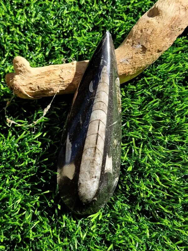 Fossile en Orthoceras - Image 25