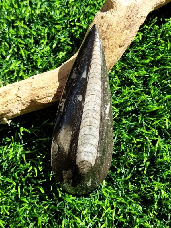 Fossile en Orthoceras - Image 8