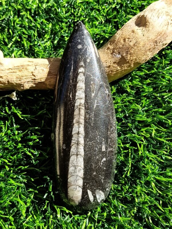 Fossile en Orthoceras - Image 16