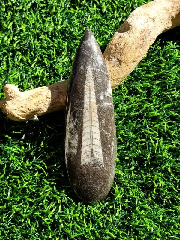 Fossile en Orthoceras - Image 11